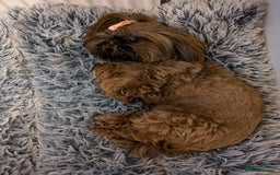 Shih Tzu dogs for sale: Imperial Shih Tzu  - Image 5