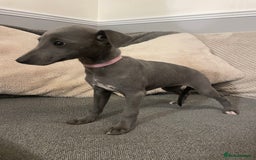 Whippet dogs for sale: ⭐️ Beautifully bred whippet pups ⭐️ - Image 6