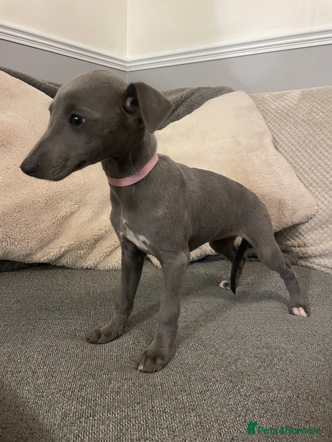 Whippet dogs for sale: ⭐️ Beautifully bred whippet pups ⭐️ - Image 6