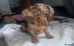 Dachshund dogs for sale: FEMALE CHOC DAPPLE AVAILABLE  - Image 2