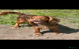 Cocker Spaniel dogs for stud: Studd - Image 1