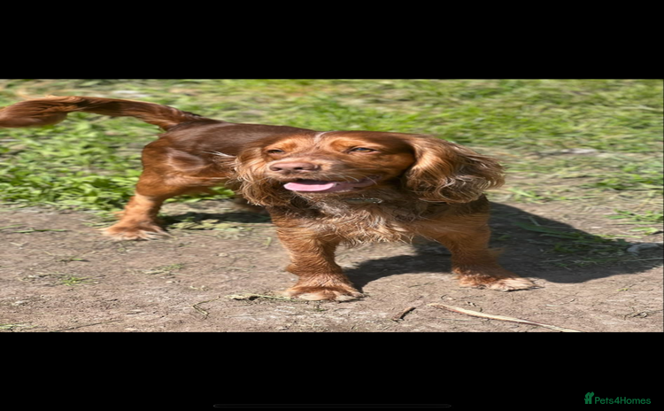 Cocker Spaniel dogs - Advert 1