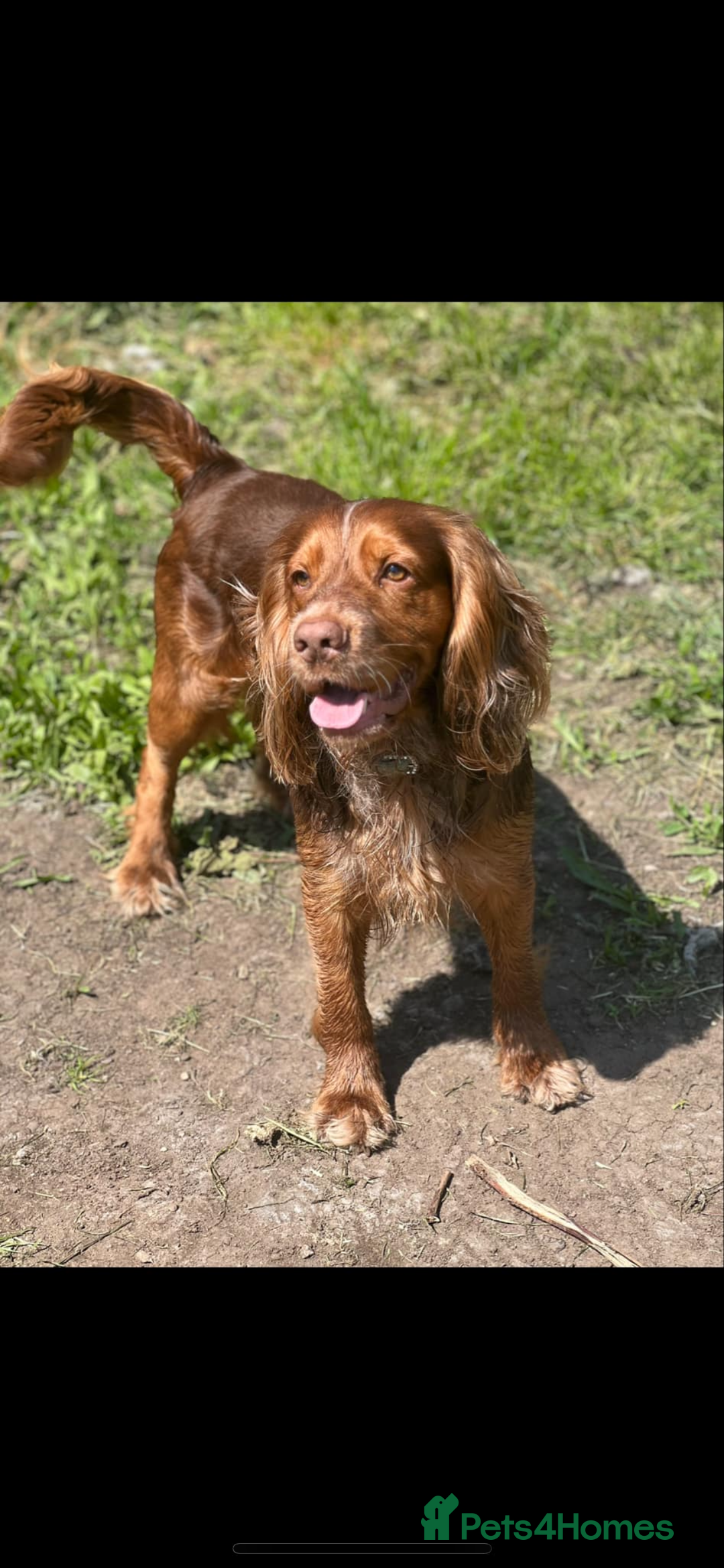 Cocker Spaniel dogs for stud: Studd - Image 1