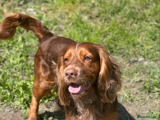 Cocker Spaniel dogs - Advert 12