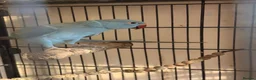 Ringnecks birds for sale: Beautiful Blue Female Indian Ringneck – 1 Year Old - Advert 4