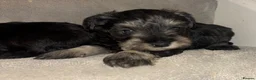 Miniature Schnauzer dogs for sale: Miniature schnauzers in Newark - Advert 21