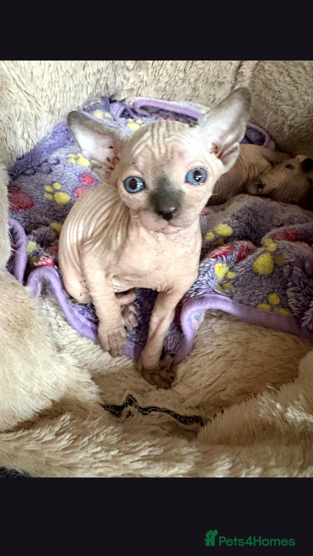 Sphynx cats  Sphynx Kittens with sky blue eyes  - Advert 4