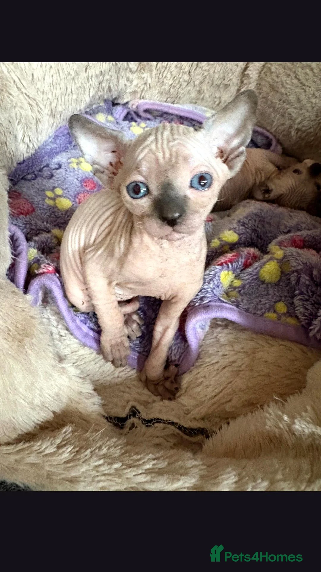 Sphynx cats for sale:  Sphynx Kittens with sky blue eyes  - Advert 1