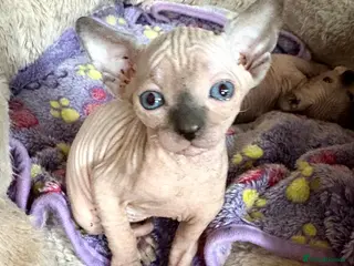 Sphynx cats Sphynx Kittens with sky blue eyes - Advert 4