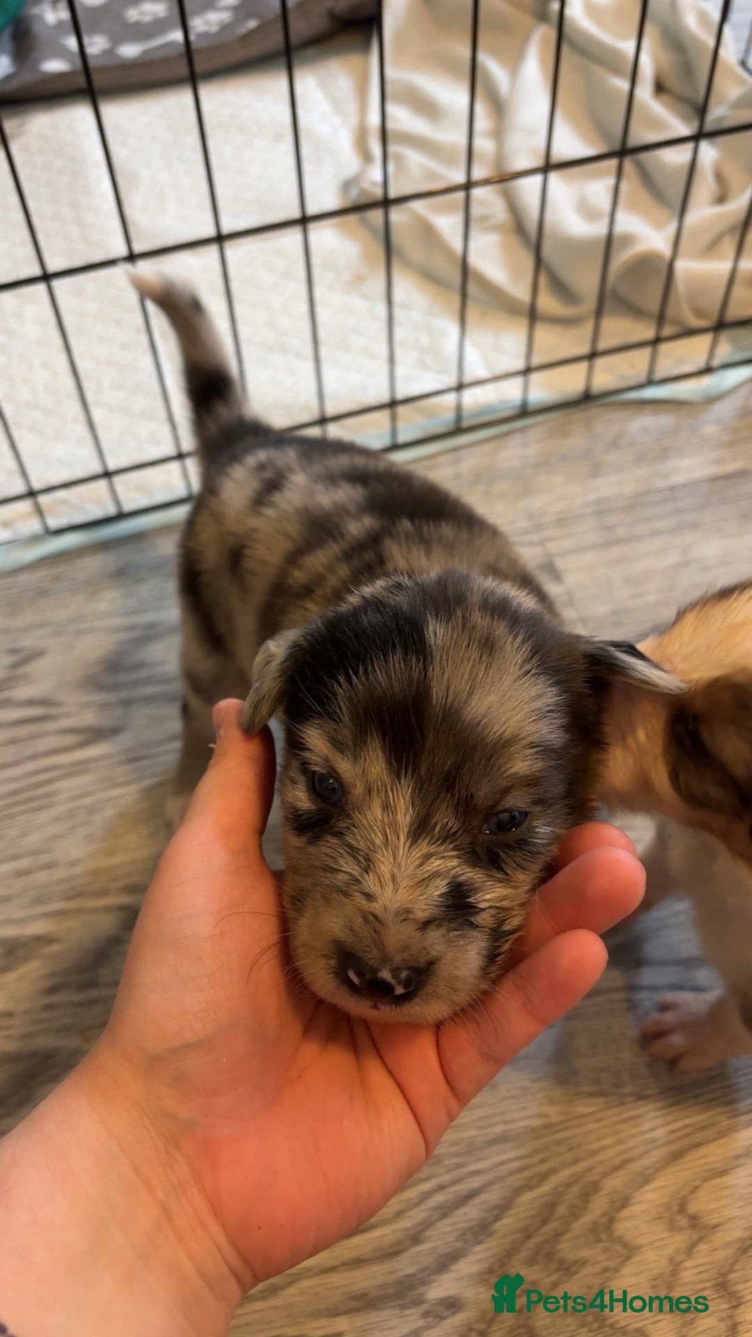 Mixed Breed dogs for sale: Lurcher pups  - Image 2