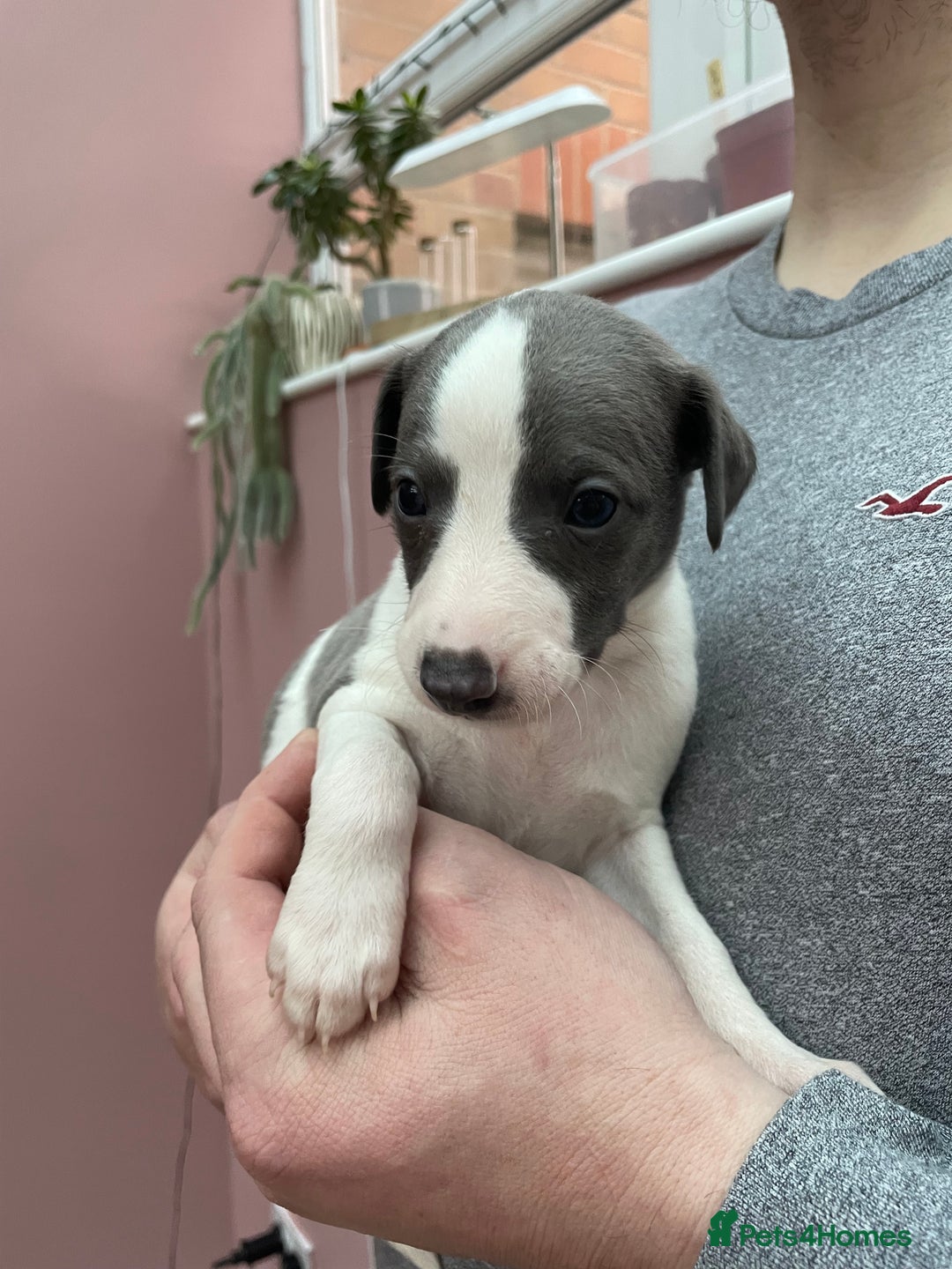 Whippet dogs for sale: 1 Gorgeous KC Reg Whippet Puppy  - Advert 25