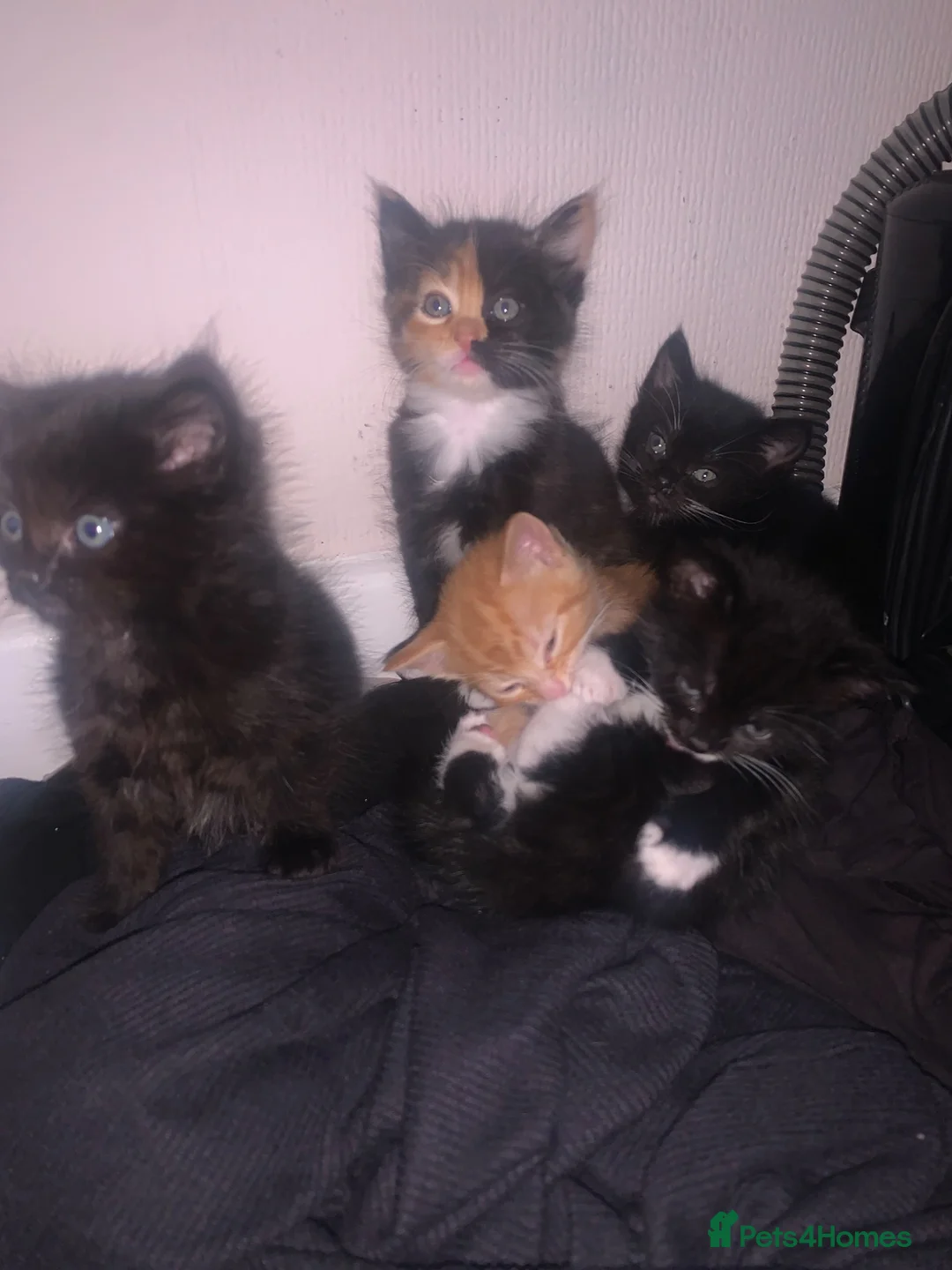 Mixed Breed cats for sale: Kittens - Advert 5