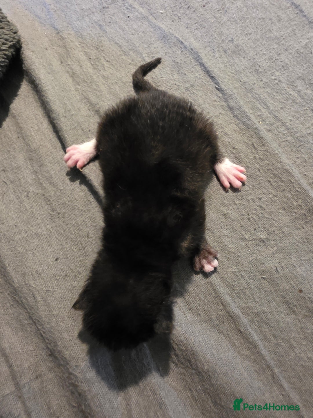 Mixed Breed cats for sale: Adorable Male Kitten – Sphynx x Devon Rex Cross - Advert 16