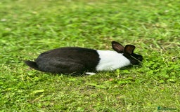 Dutch rabbits for sale: Beautiful Dutch Rabbit  - Image 3