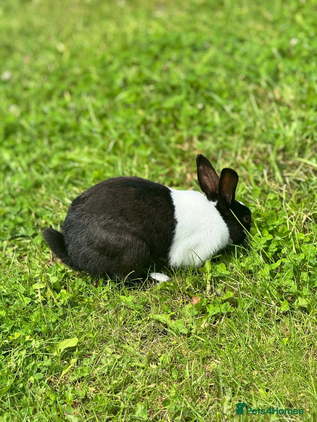 Dutch rabbits for sale: Beautiful Dutch Rabbit  - Image 3