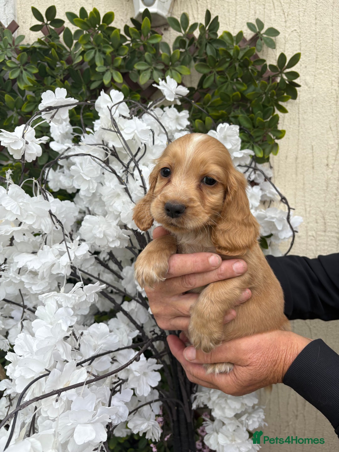Cocker Spaniel dogs for sale: Stunning red cocker spaniel pups  - Image 13