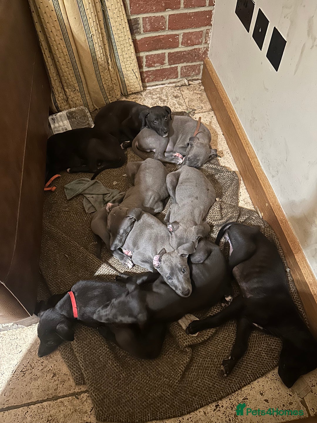 Lurcher dogs for sale: Lurcher pups  - Image 1