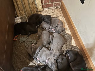 Lurcher dogs - Advert 10