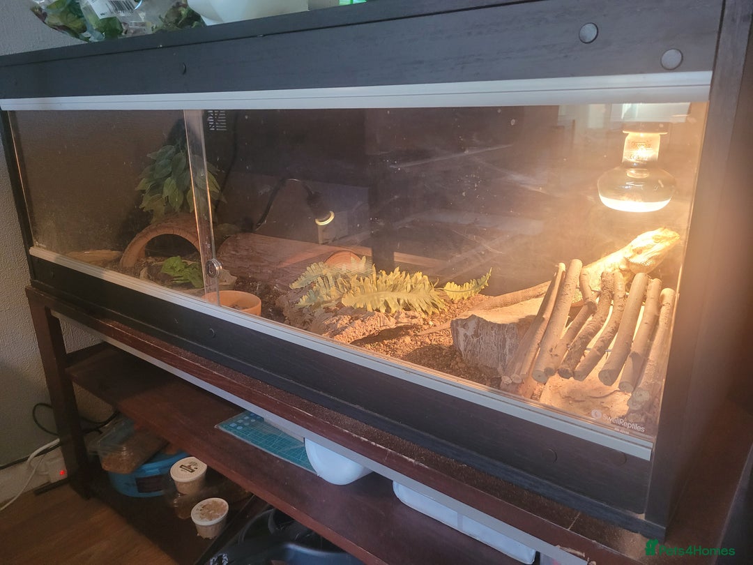 Bearded Dragon reptiles for sale: Bearded dragon boy  - Image 1