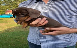 Miniature Dachshund dogs for sale: READY NOW Miniature Daschund Pups Dapples Piebalds - Image 8