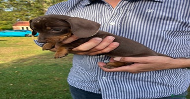 Miniature Dachshund dogs - Advert 10