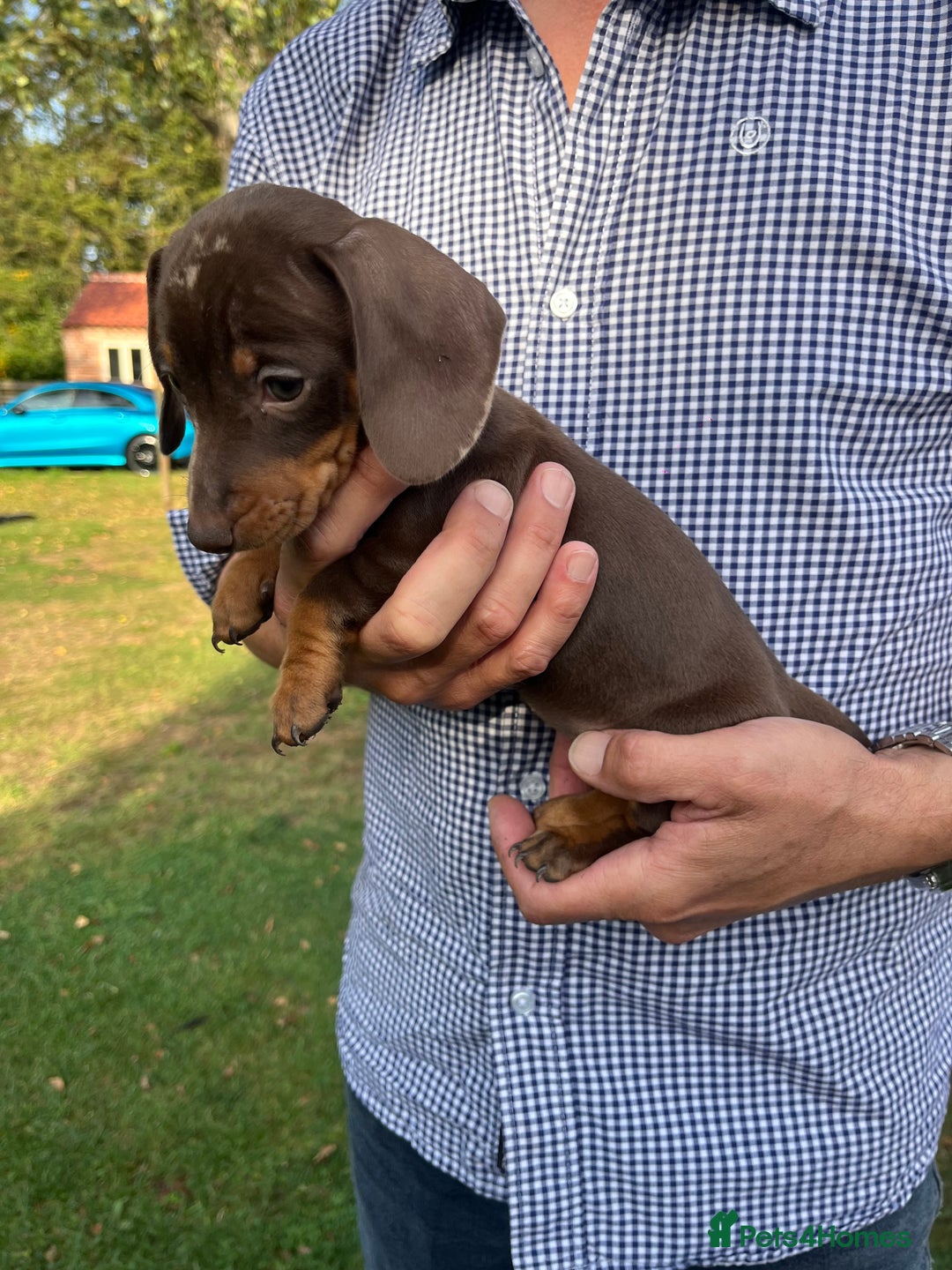 Miniature Dachshund dogs for sale: READY NOW Miniature Daschund Pups Dapples Piebalds - Image 8