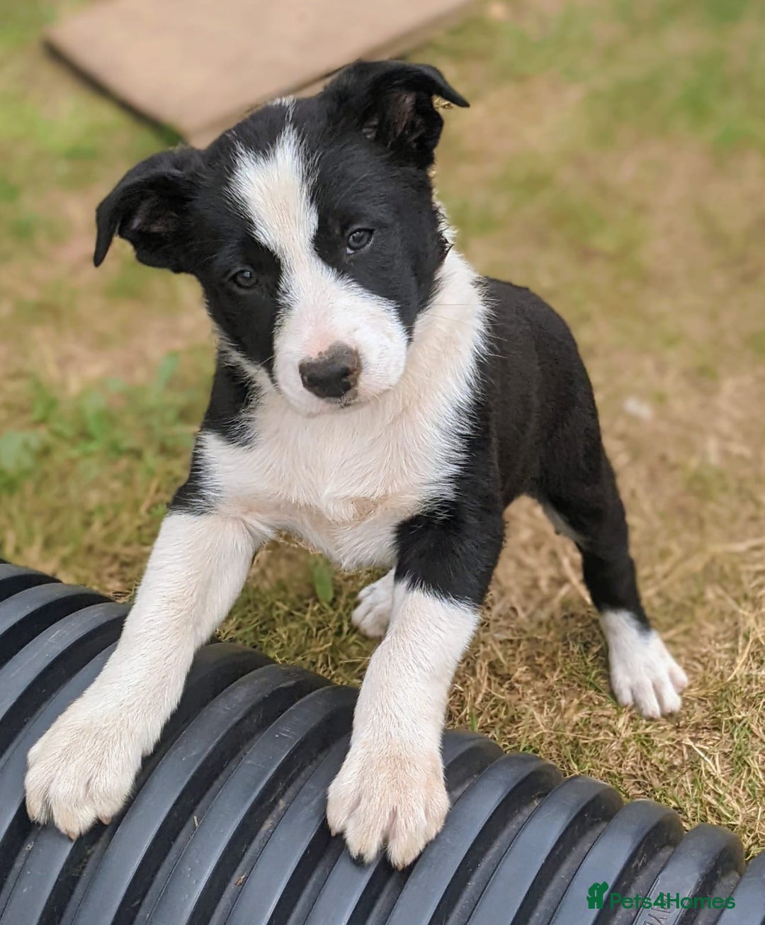Border Collie dogs for sale: Border Collie pups - Image 10