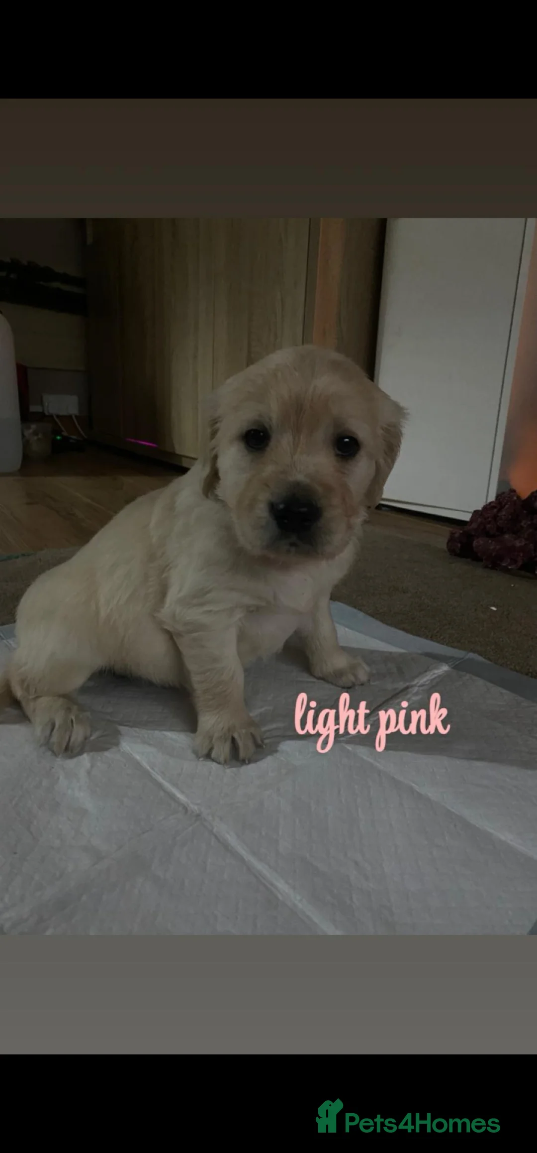 Golden Retriever dogs for sale: Gorgeous KC full pedigree golden retrievers  - Advert 3