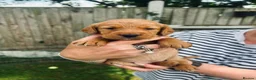 Cockerdor dogs for sale: Stunning Cockerdors for sale  in Norwich - Advert 1