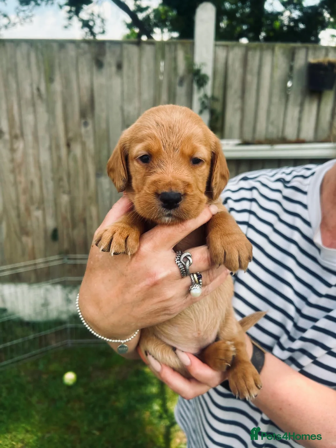 Cockerdor dogs for sale: Stunning Cockerdors for sale  in Norwich - Advert 1