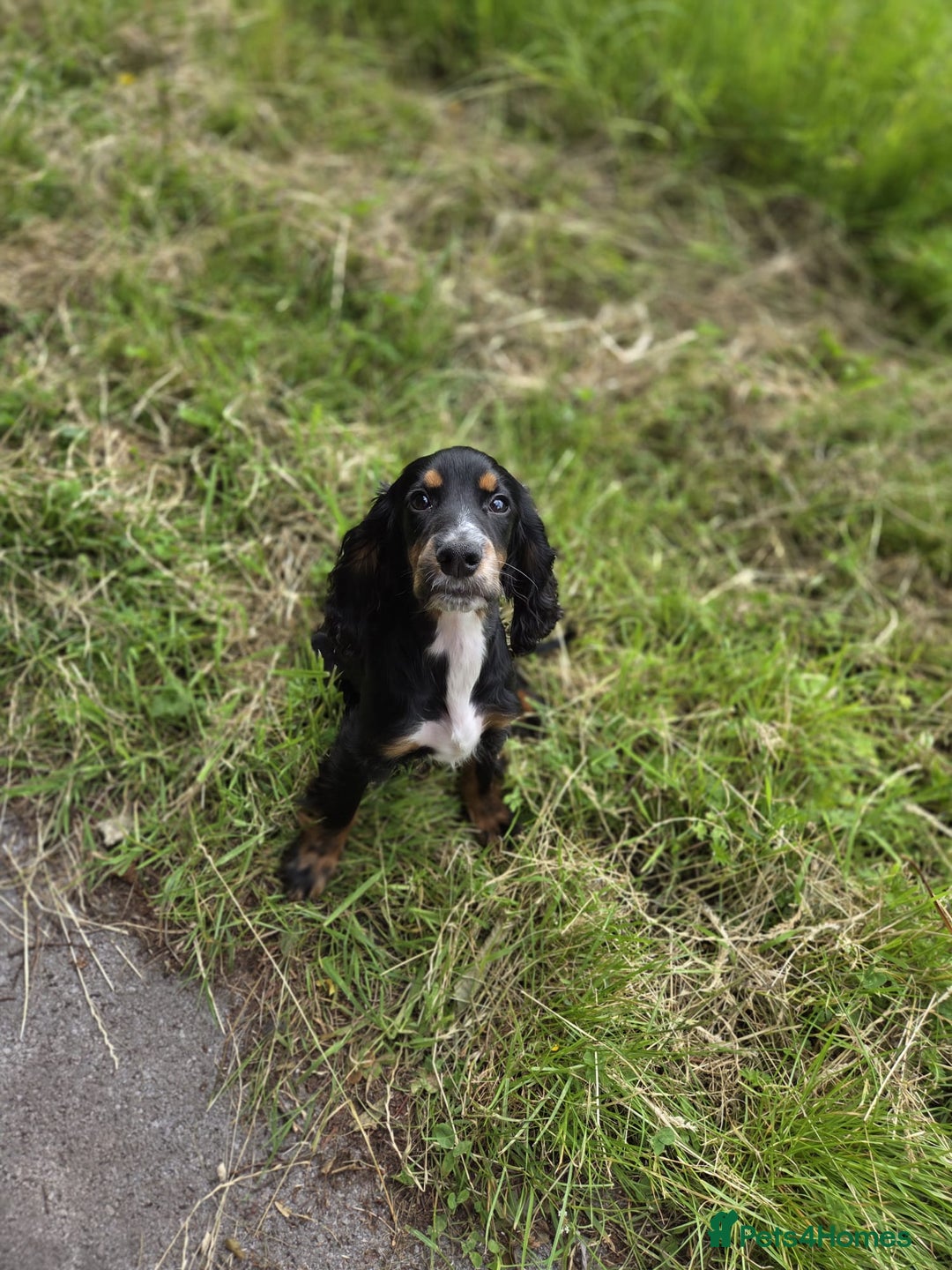 Sprocker dogs for sale: Sprocker spaniels for sale  - Advert 3