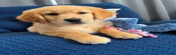Golden Retriever dogs for sale: Beautiful Purebred golden retriever puppies - Advert 7