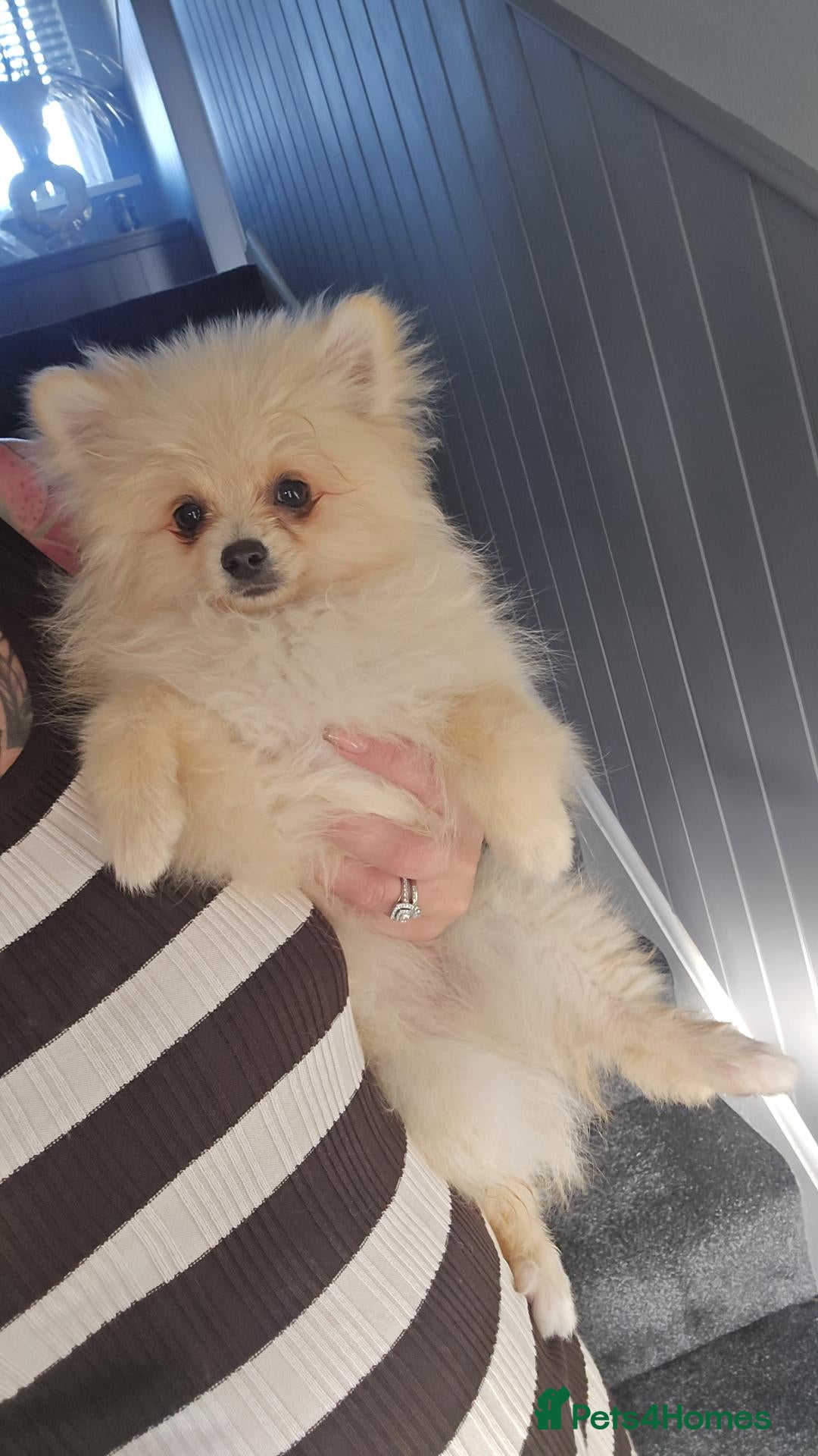 Pomeranian dogs Stunning minature poms, With cute teddy bear faces - Advert 1