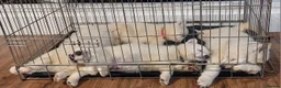 White Swiss Shepherd dogs for sale: Gorgeous white swiss shepherd puppies  - Advert 16