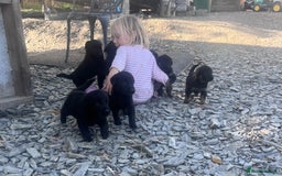 Labrador Retriever dogs for sale: Incredible repeat mating  - Image 5