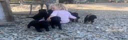 Labrador Retriever dogs for sale: Last incredible little girl  - Advert 10