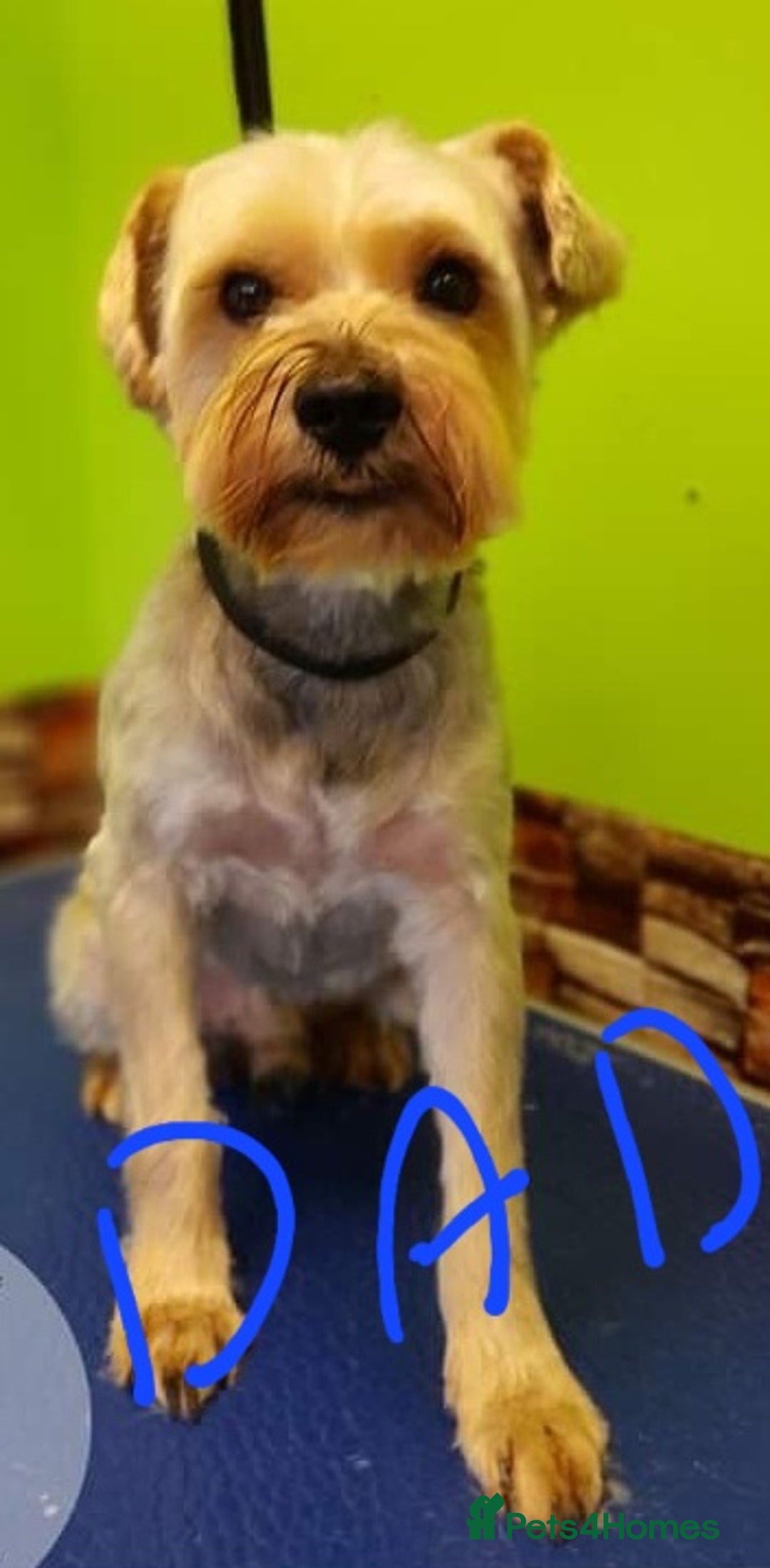 Mixed Breed dogs for sale: Snorkie pups - Image 22