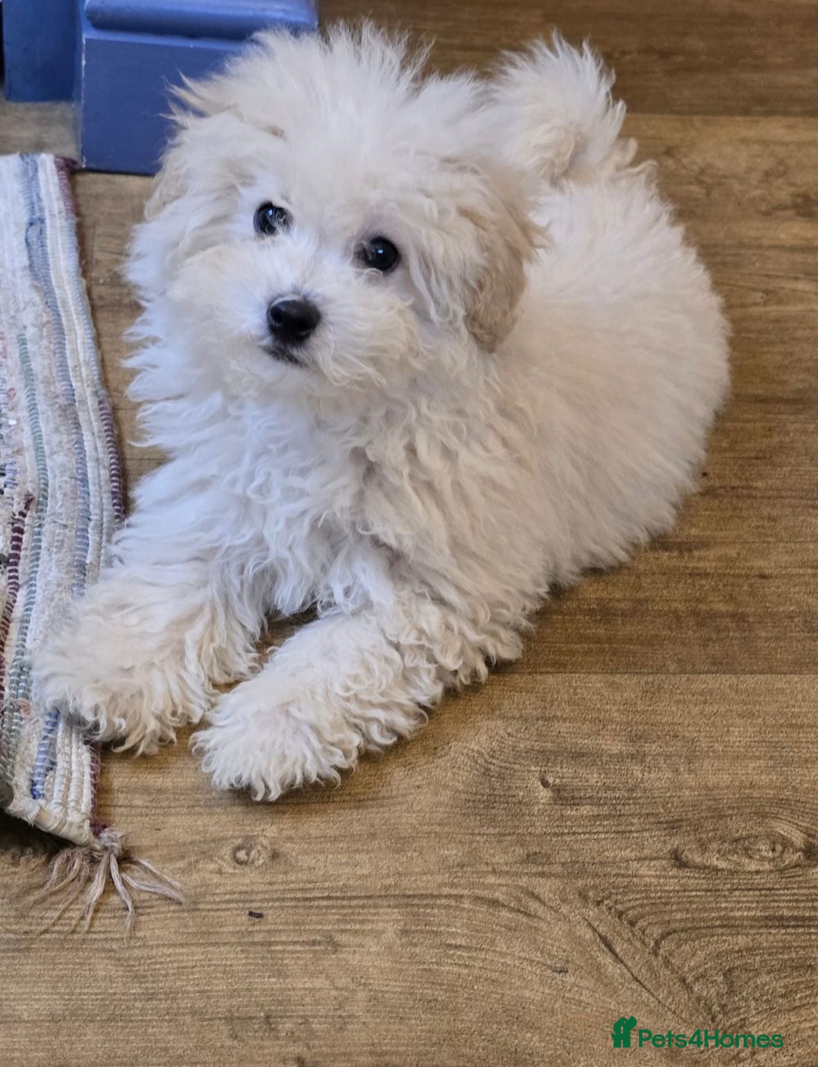 Poochon dogs Poochon  - Advert 7