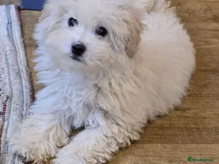 Poochon dogs Poochon - Advert 7