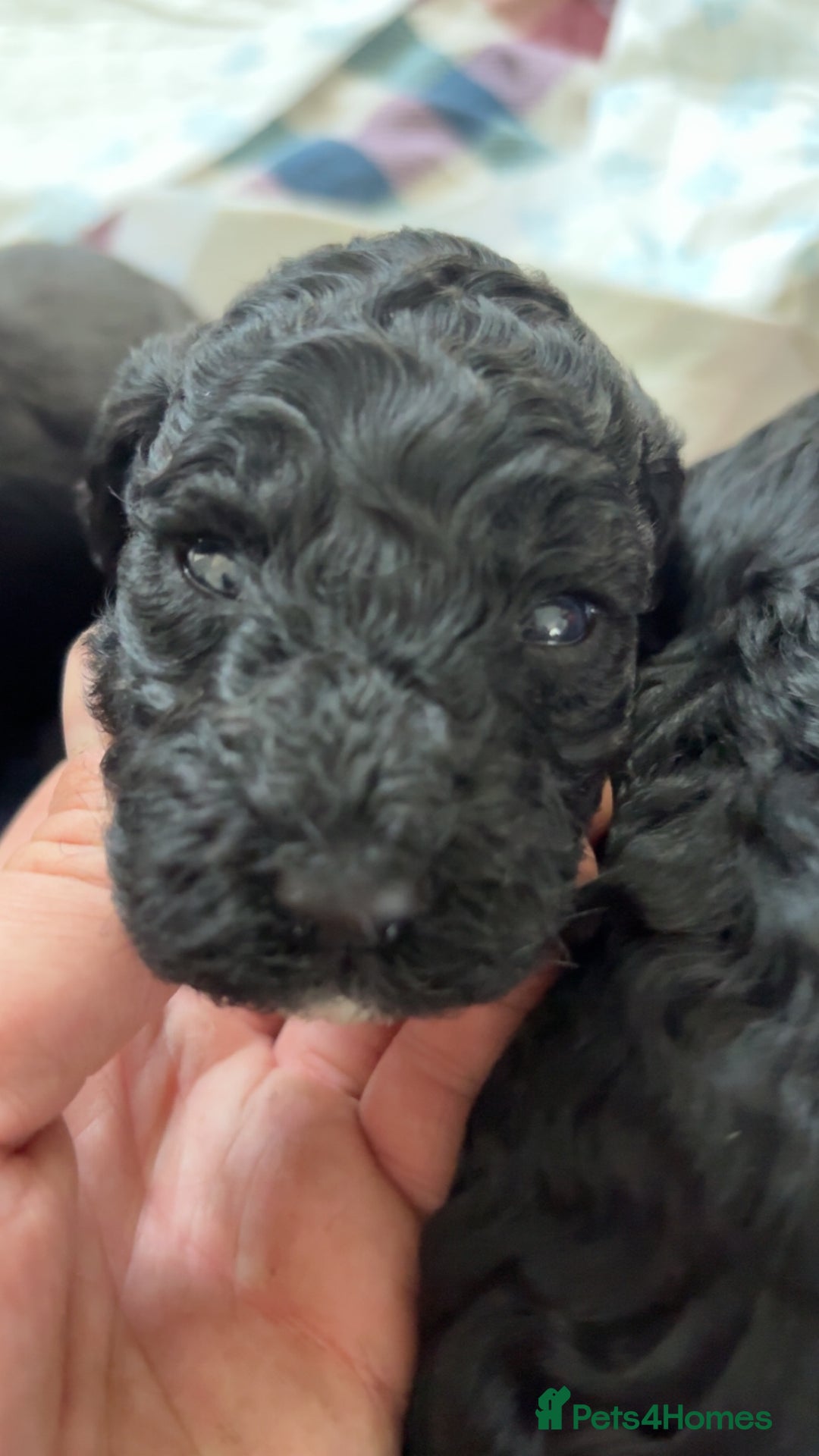 Cockapoo dogs for sale: F2 cockapoo puppies  - Image 7