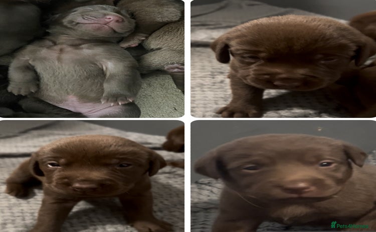 Labrador Retriever dogs - Advert 2