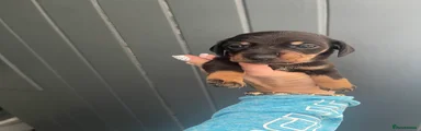 Dachshund 6