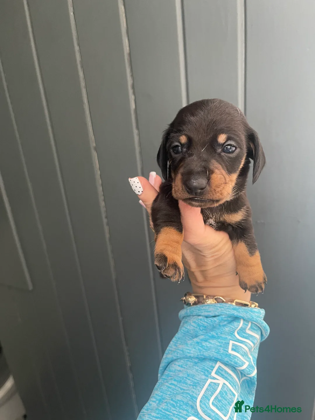 Dachshund dogs for sale: Dachshund puppies  - Advert 2