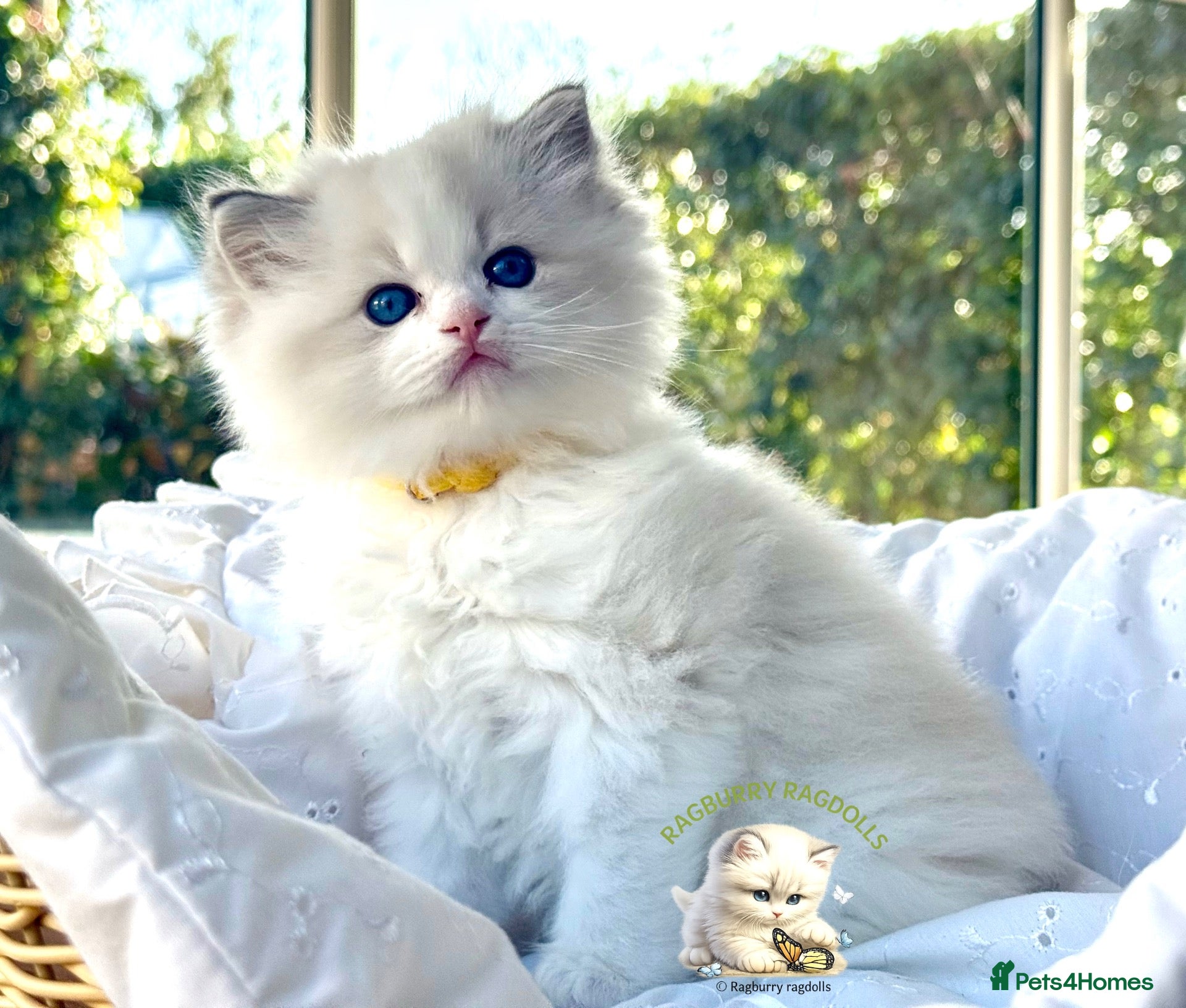 Ragdoll cats for sale: Elegant & stunning kittens  - Advert 1
