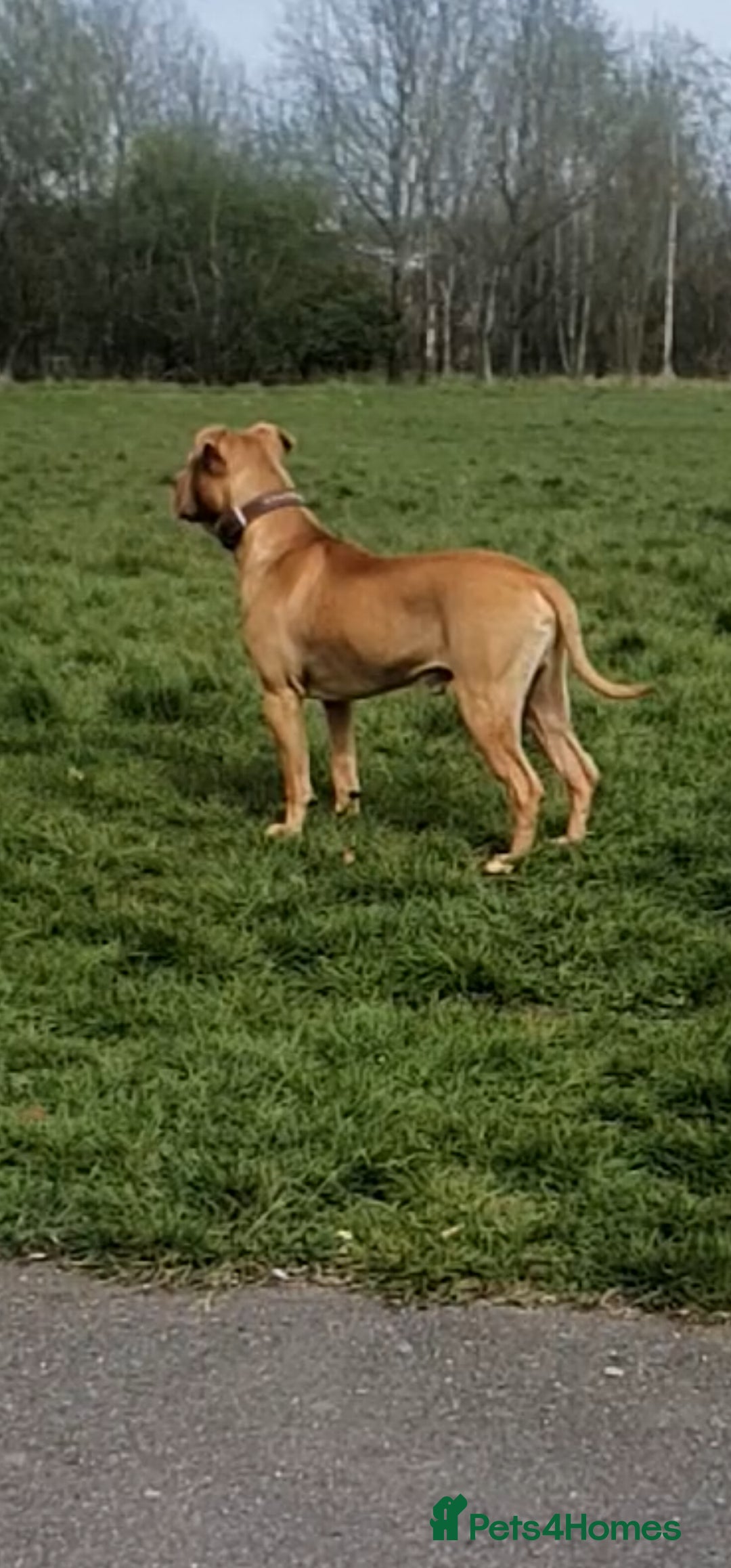 Mixed Breed dogs for sale: Loving Dog Looking for a Forever Home! - Advert 8