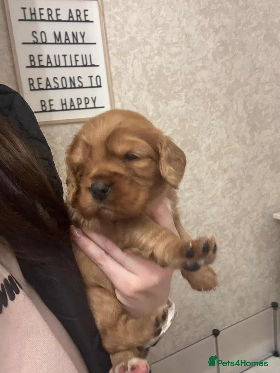 Cockalier dogs for sale: 2 female cockalier puppies  - Advert 1