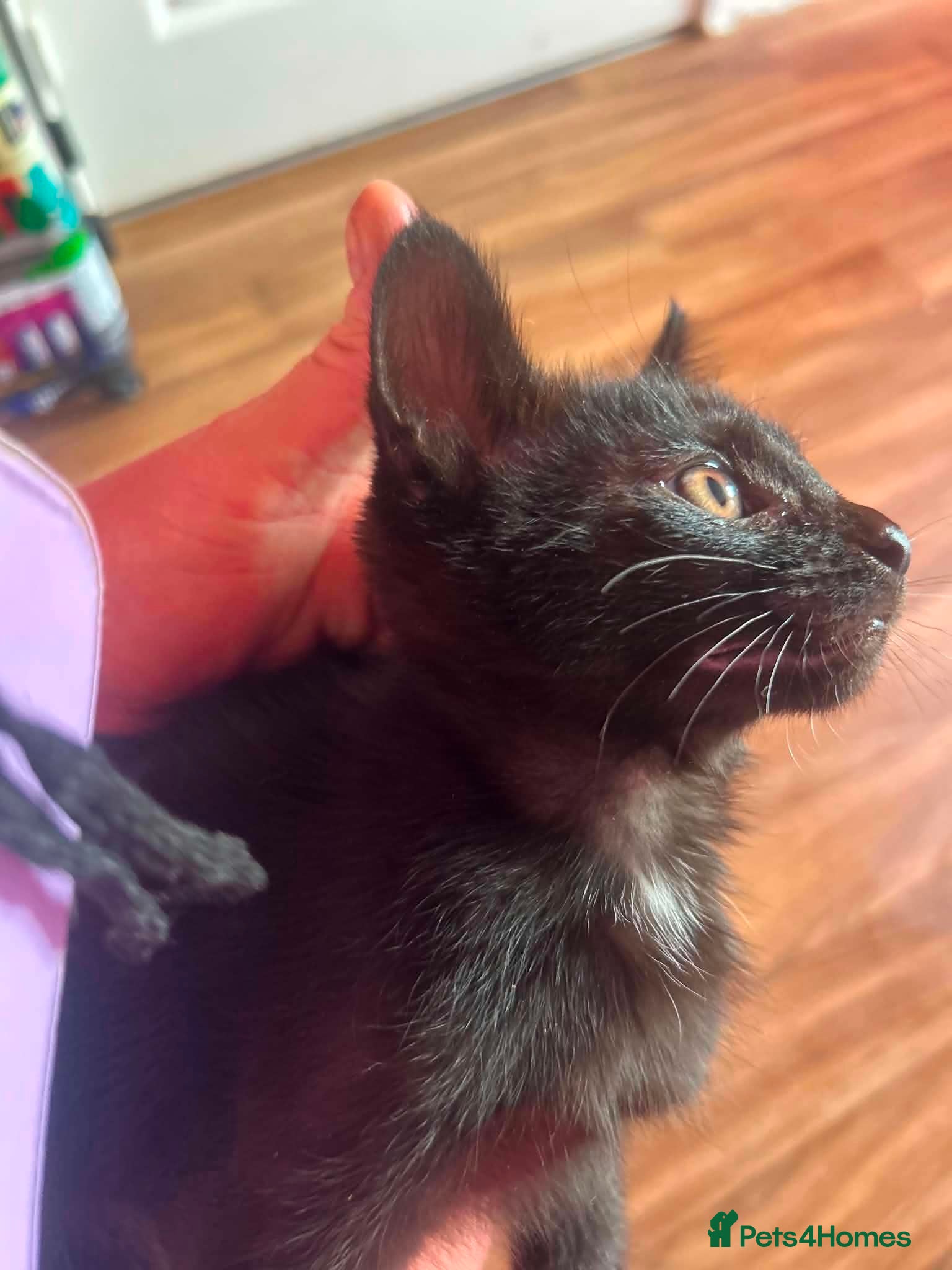Maine Coon cats for sale: Maine coon x Burmese  - Advert 4