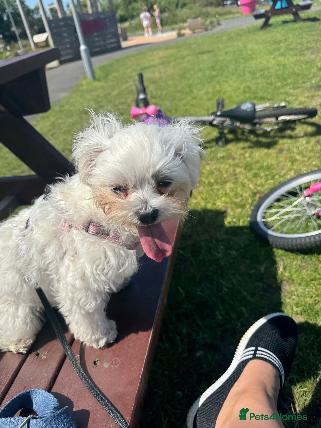 Maltese dogs for stud: Snowflake  - Image 2