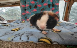 Guinea Pig rodents for sale: Baby Longhaired Brothers/Teddies Available RTR - Image 12