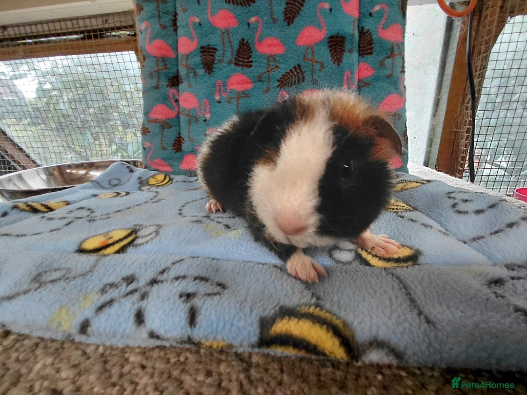 Guinea Pig rodents for sale: Baby Longhaired Brothers/Teddies Available RTR - Image 12